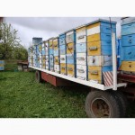Пчеловодная платформа
