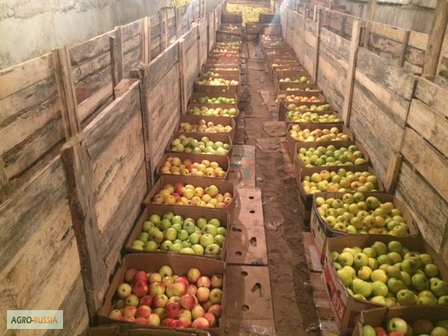 Фото 8. Продаю яблоки зимних сортов (Голден, Семеренко, Антоновка) в г Нижний Новгород