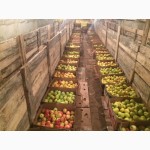 Продаю яблоки зимних сортов (Голден, Семеренко, Антоновка) в г Нижний Новгород