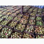 Продаю яблоки зимних сортов (Голден, Семеренко, Антоновка) в г Нижний Новгород