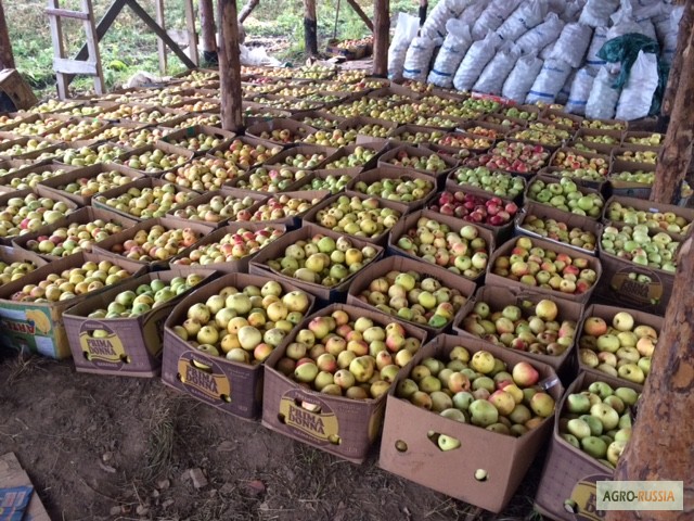 Фото 3. Продаю яблоки зимних сортов (Голден, Семеренко, Антоновка) в г Нижний Новгород