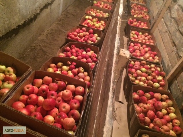 Фото 5. Продаю яблоки зимних сортов (Голден, Семеренко, Антоновка) в г Нижний Новгород
