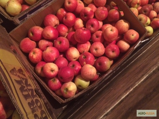 Фото 6. Продаю яблоки зимних сортов (Голден, Семеренко, Антоновка) в г Нижний Новгород
