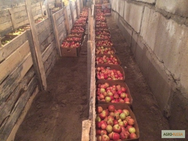 Фото 7. Продаю яблоки зимних сортов (Голден, Семеренко, Антоновка) в г Нижний Новгород