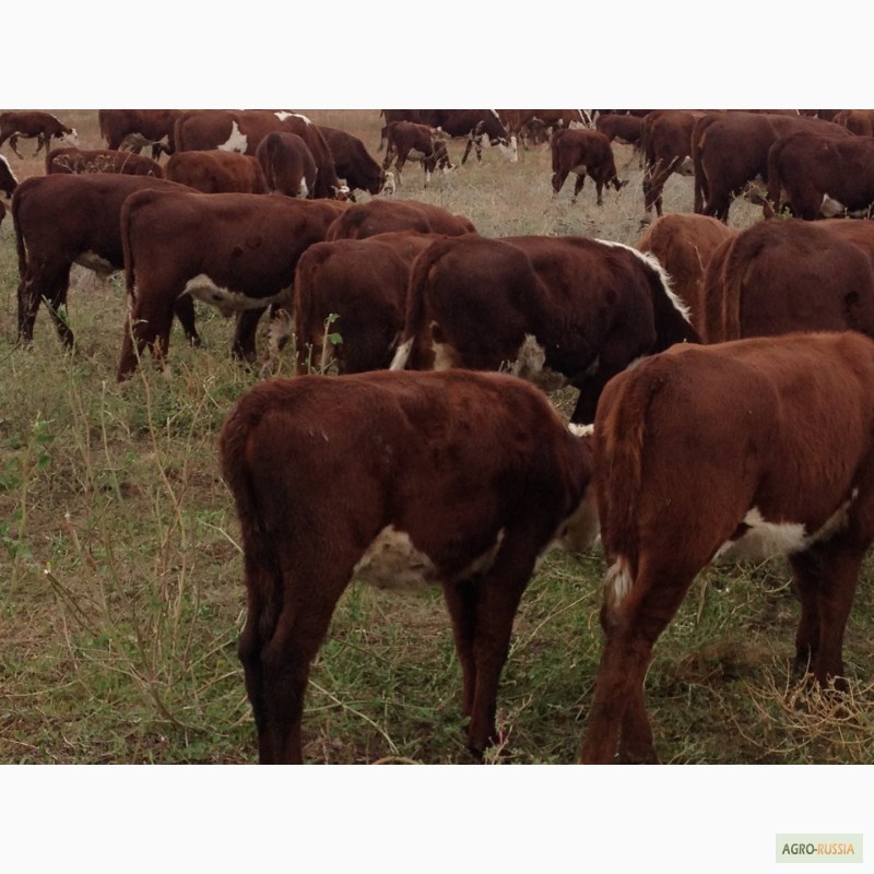 Фото 10. Продаем бычков и телочек 2016 герeфордской породы