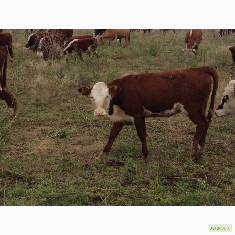 Фото 11. Продаем бычков и телочек 2016 герeфордской породы
