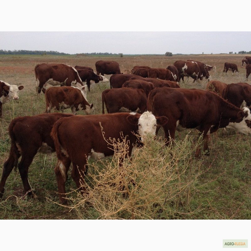 Фото 12. Продаем бычков и телочек 2016 герeфордской породы
