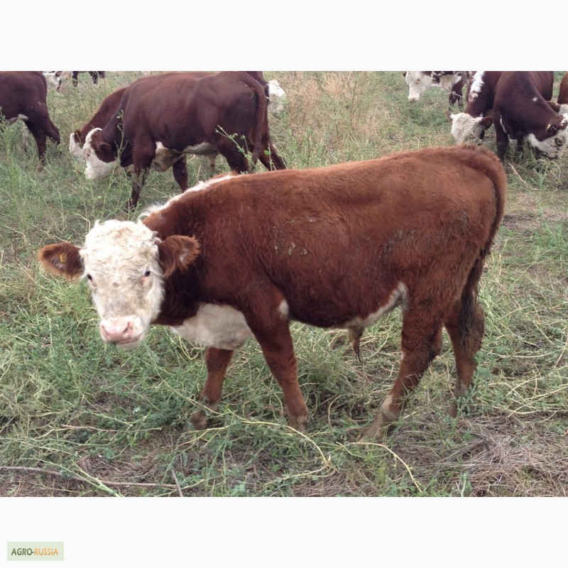 Фото 13. Продаем бычков и телочек 2016 герeфордской породы