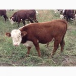 Продаем бычков и телочек 2016 герeфордской породы