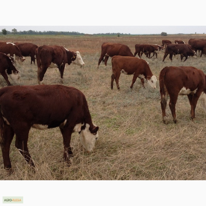 Фото 14. Продаем бычков и телочек 2016 герeфордской породы