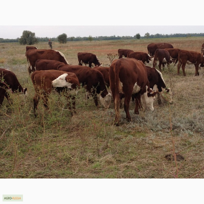 Фото 15. Продаем бычков и телочек 2016 герeфордской породы
