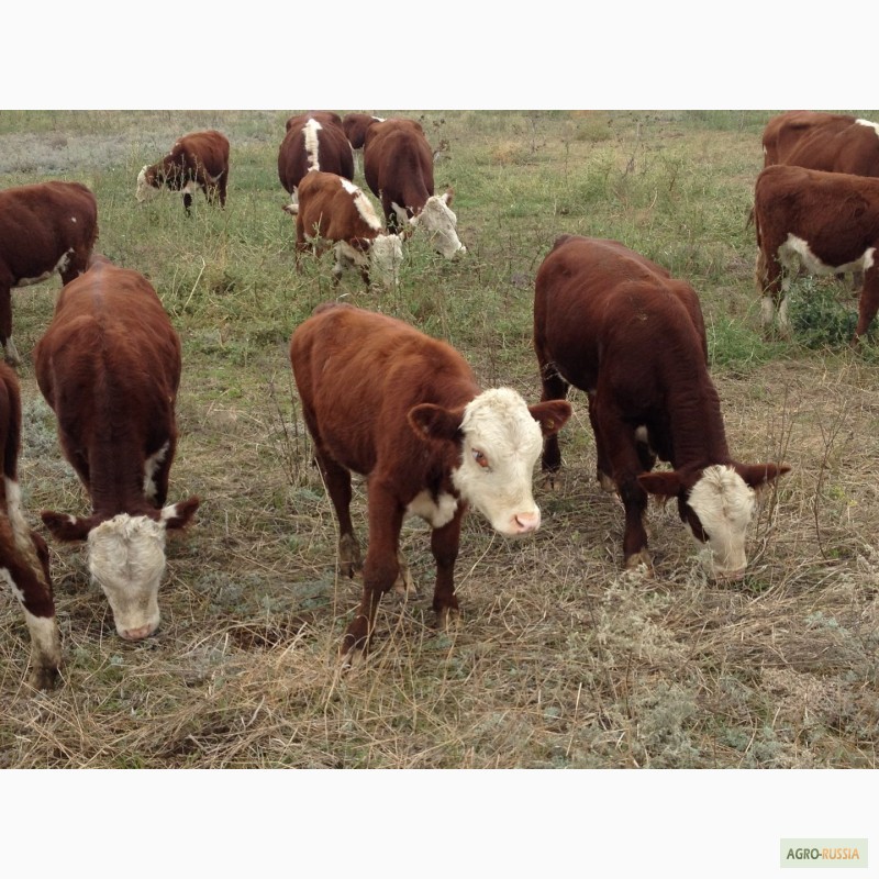 Фото 16. Продаем бычков и телочек 2016 герeфордской породы