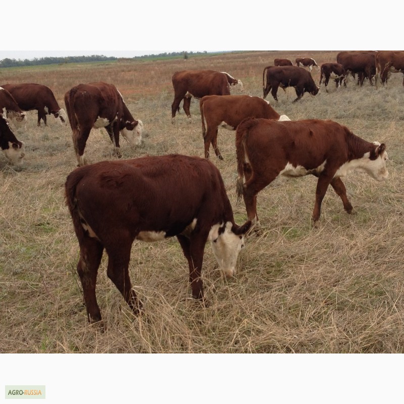 Фото 17. Продаем бычков и телочек 2016 герeфордской породы