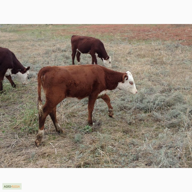 Фото 18. Продаем бычков и телочек 2016 герeфордской породы