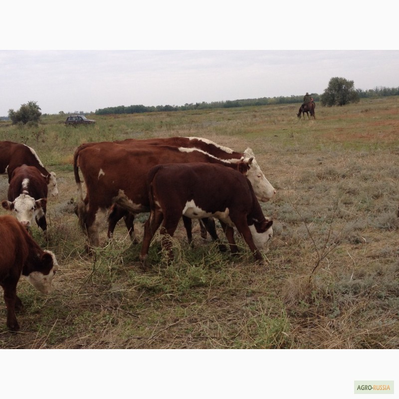 Фото 19. Продаем бычков и телочек 2016 герeфордской породы