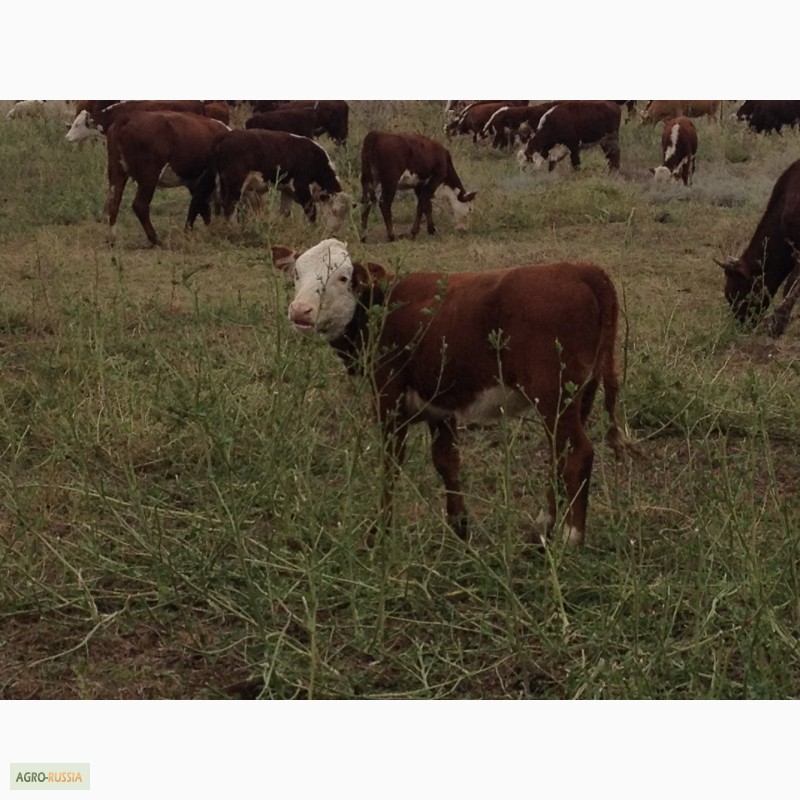 Фото 2. Продаем бычков и телочек 2016 герeфордской породы