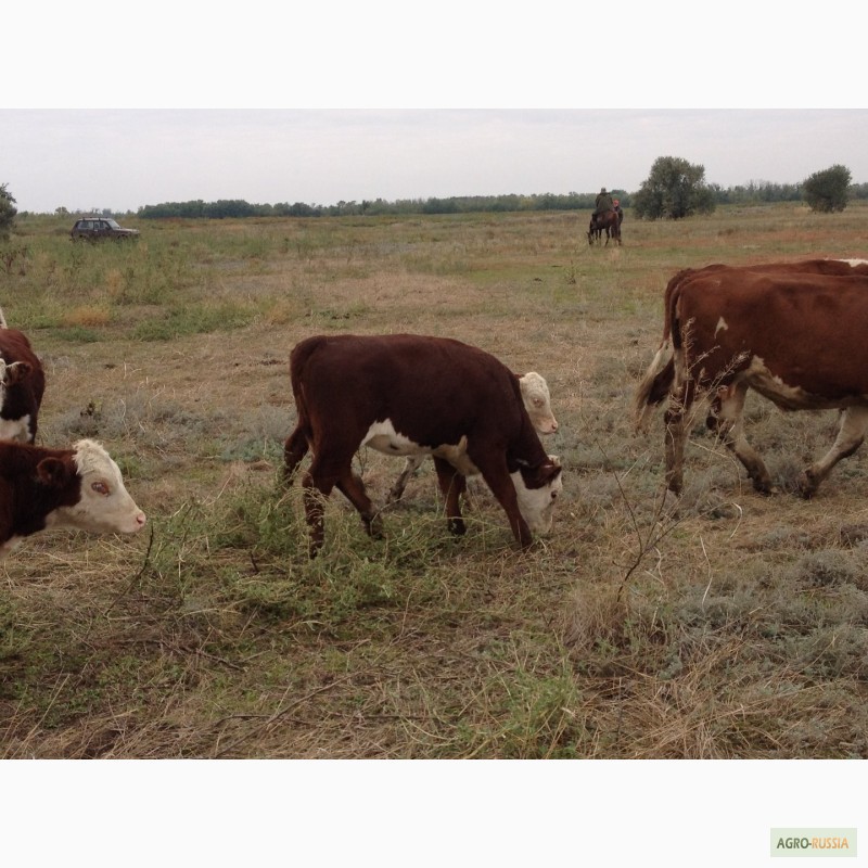 Фото 20. Продаем бычков и телочек 2016 герeфордской породы