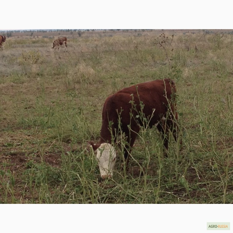 Фото 3. Продаем бычков и телочек 2016 герeфордской породы