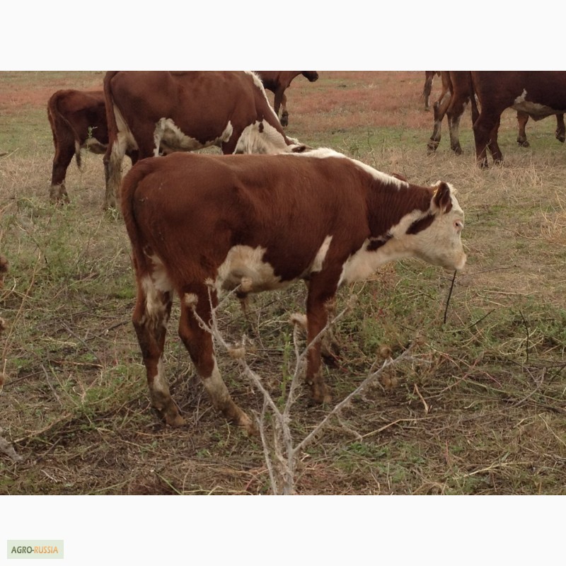 Фото 4. Продаем бычков и телочек 2016 герeфордской породы