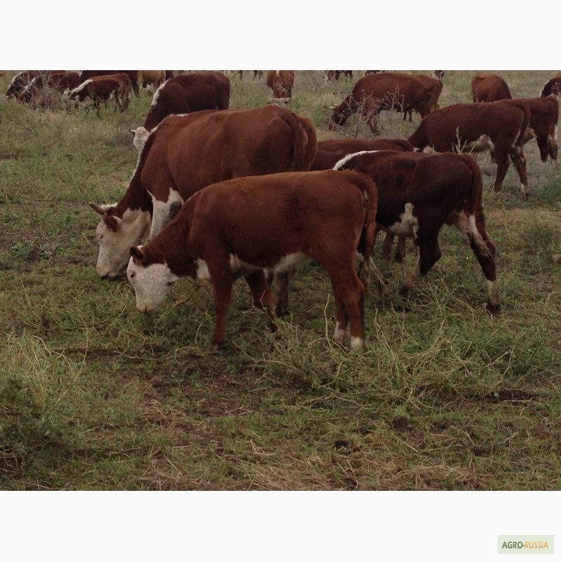Фото 5. Продаем бычков и телочек 2016 герeфордской породы