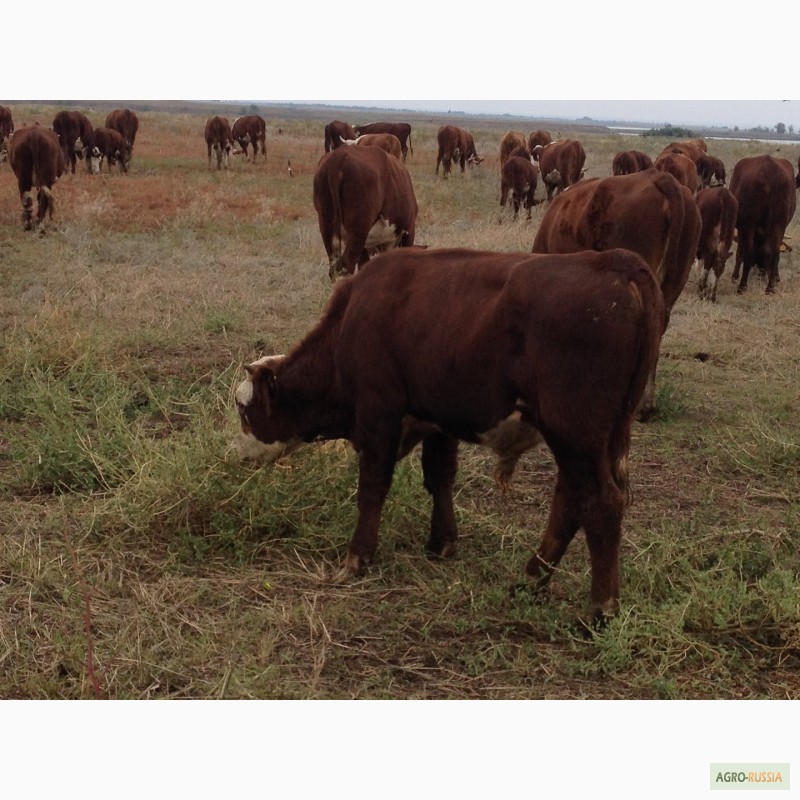 Фото 6. Продаем бычков и телочек 2016 герeфордской породы