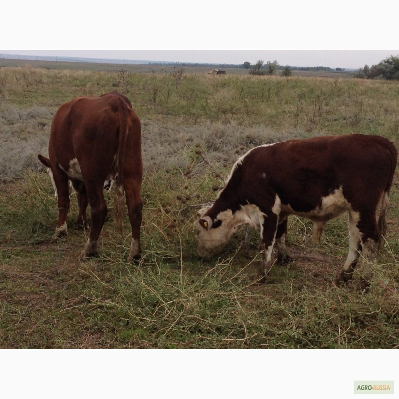 Фото 7. Продаем бычков и телочек 2016 герeфордской породы