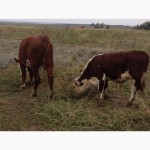Продаем бычков и телочек 2016 герeфордской породы