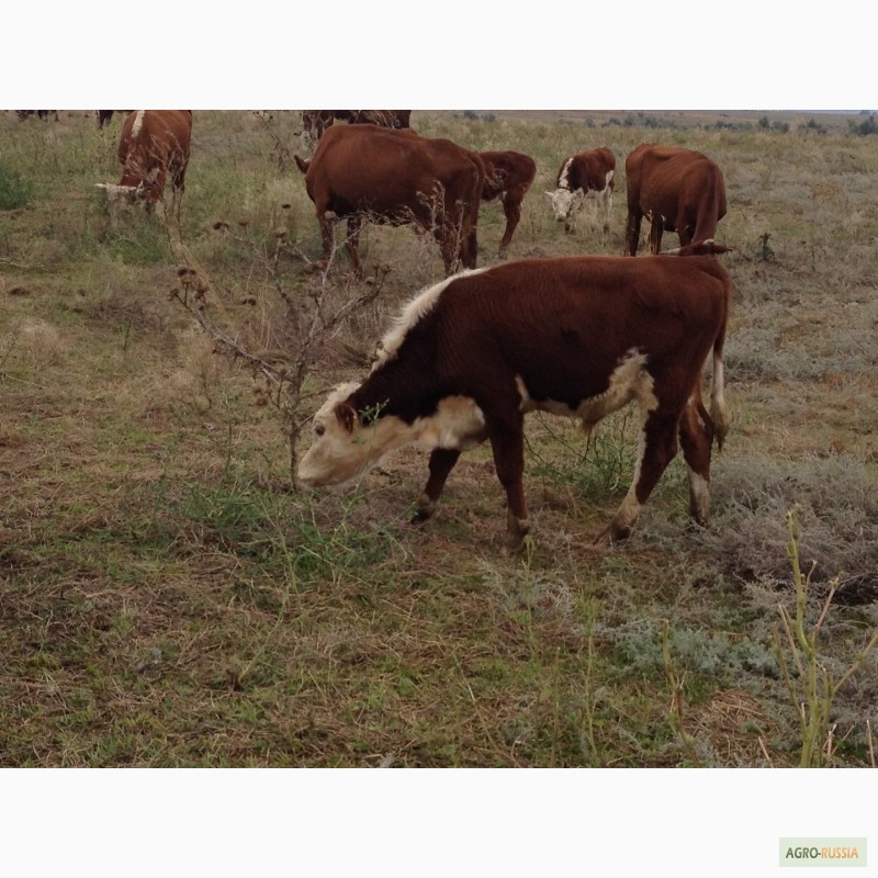 Фото 8. Продаем бычков и телочек 2016 герeфордской породы