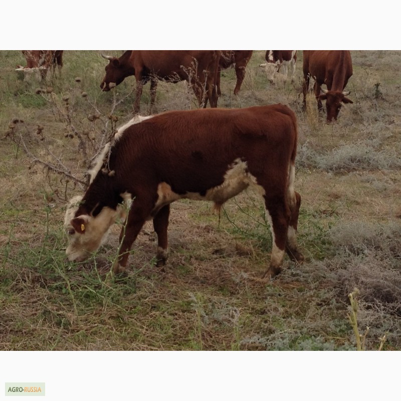 Фото 9. Продаем бычков и телочек 2016 герeфордской породы
