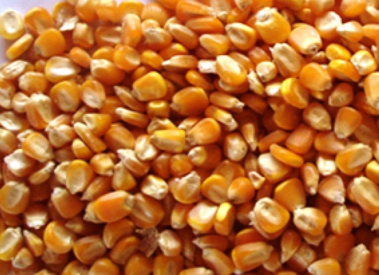 Кормовое зерно с доставкой по Ивановской области: овес, ячмень, пшеница .
