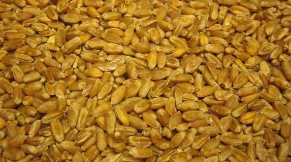 Фото 3. Кормовое зерно с доставкой по Ивановской области: овес, ячмень, пшеница и т.д