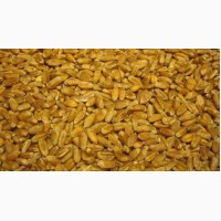 Кормовое зерно с доставкой по Ивановской области: овес, ячмень, пшеница и т.д