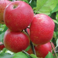 Саженцы яблони оптом от производителя РБ, цена 190 руб./шт