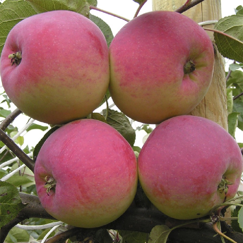 Фото 7. Саженцы яблони оптом от производителя РБ, цена 190 руб./шт