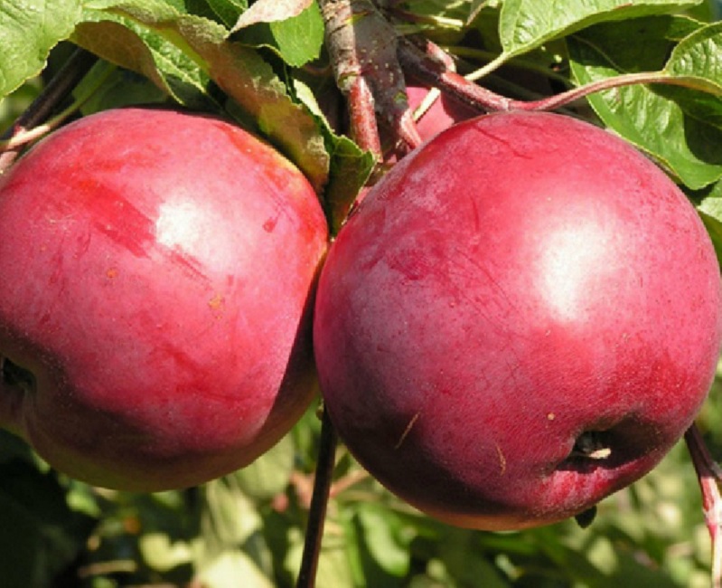 Фото 9. Саженцы яблони оптом от производителя РБ, цена 190 руб./шт