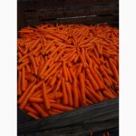 Морковь мытая некондиция