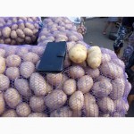 Продаем картофель разных сортов РОККО, РИВЬЕРА, ИМПАЛА, НЕВСКАЯ