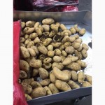 Продаем картофель разных сортов РОККО, РИВЬЕРА, ИМПАЛА, НЕВСКАЯ