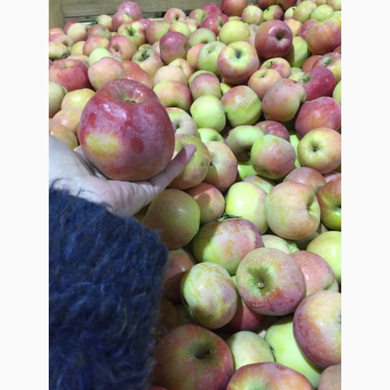 Фото 3. Яблоки оптом от 60 тонн