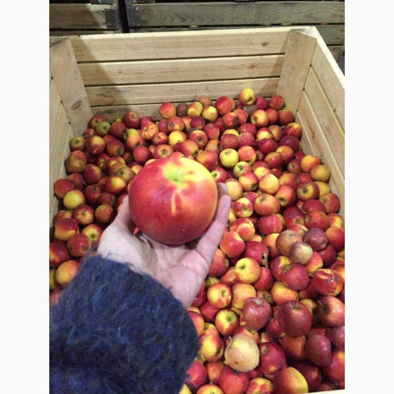 Фото 4. Яблоки оптом от 60 тонн