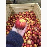 Яблоки оптом от 60 тонн