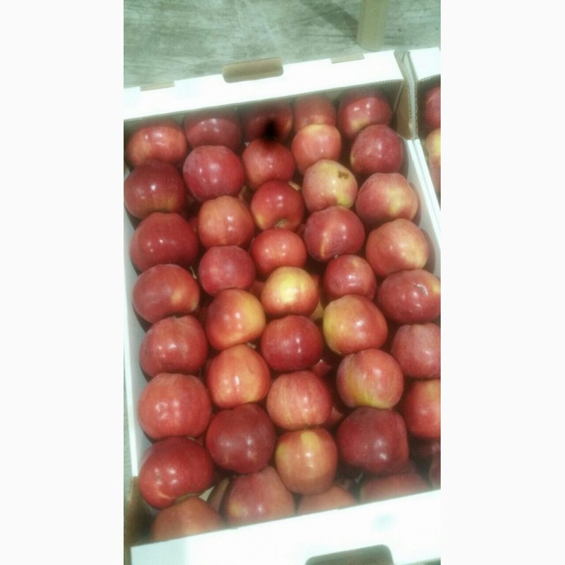 Фото 7. Яблоки оптом от 60 тонн