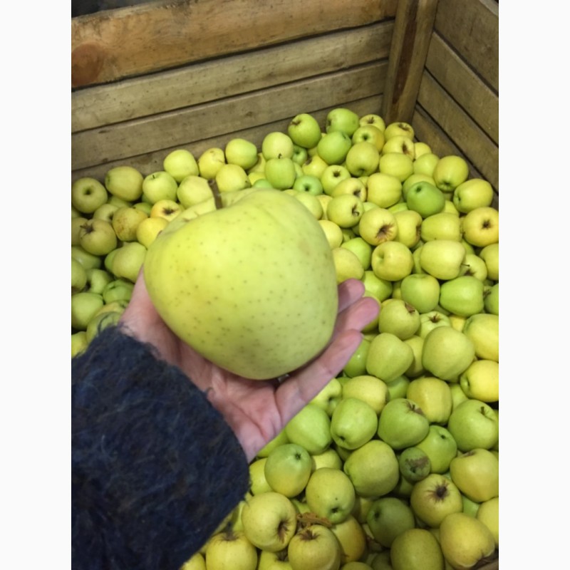 Фото 9. Яблоки оптом от 60 тонн