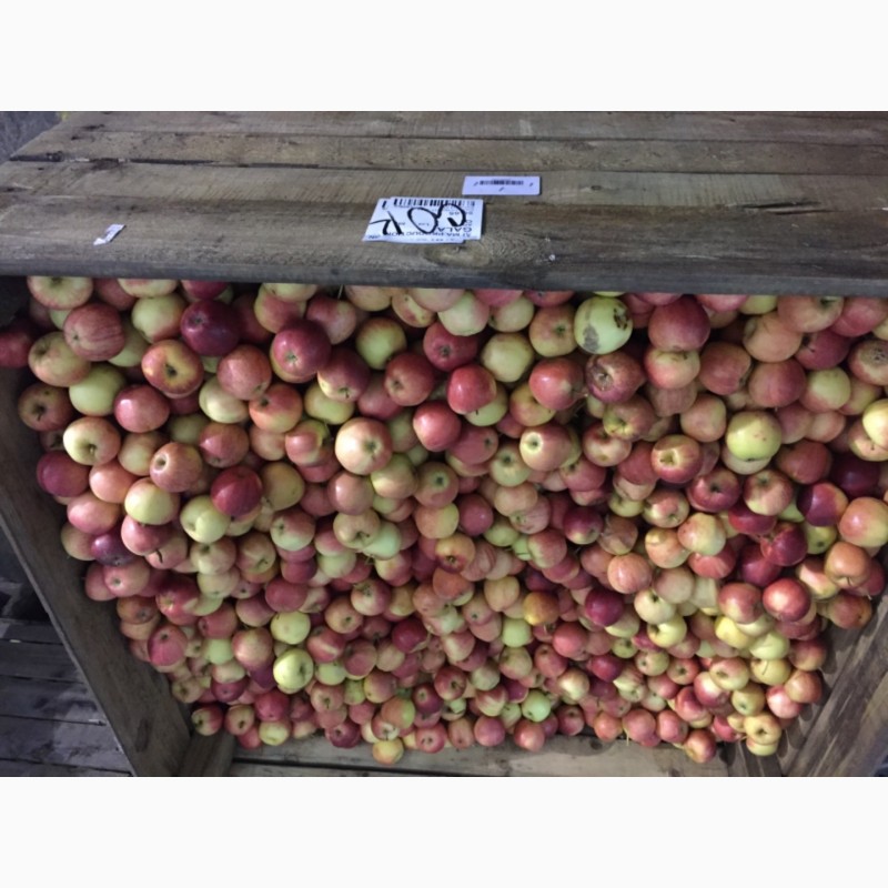 Фото 10. Яблоки оптом от 60 тонн