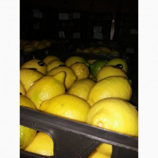Лимон Египет