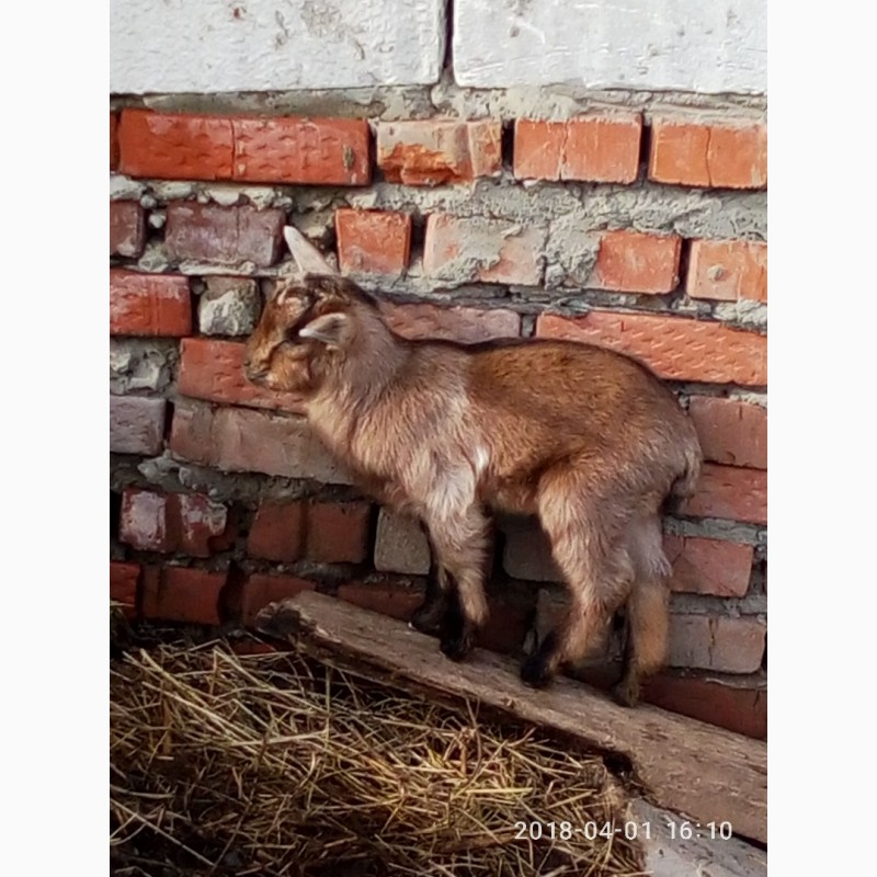Фото 5. Продам 50% нубийских козлят (1, 5 месяца)