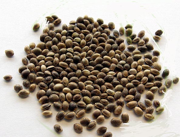 Купить в курске семена конопли настройка плагинов в тор браузере hydraruzxpnew4af