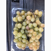 Продаем виноград белый для промпереработки