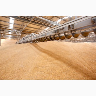 Пшеница 3 класс ГОСТ продовольственная оптом