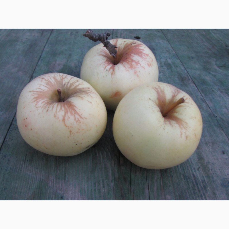 Фото 10. Продам Яблоки с яблони, фрукты
